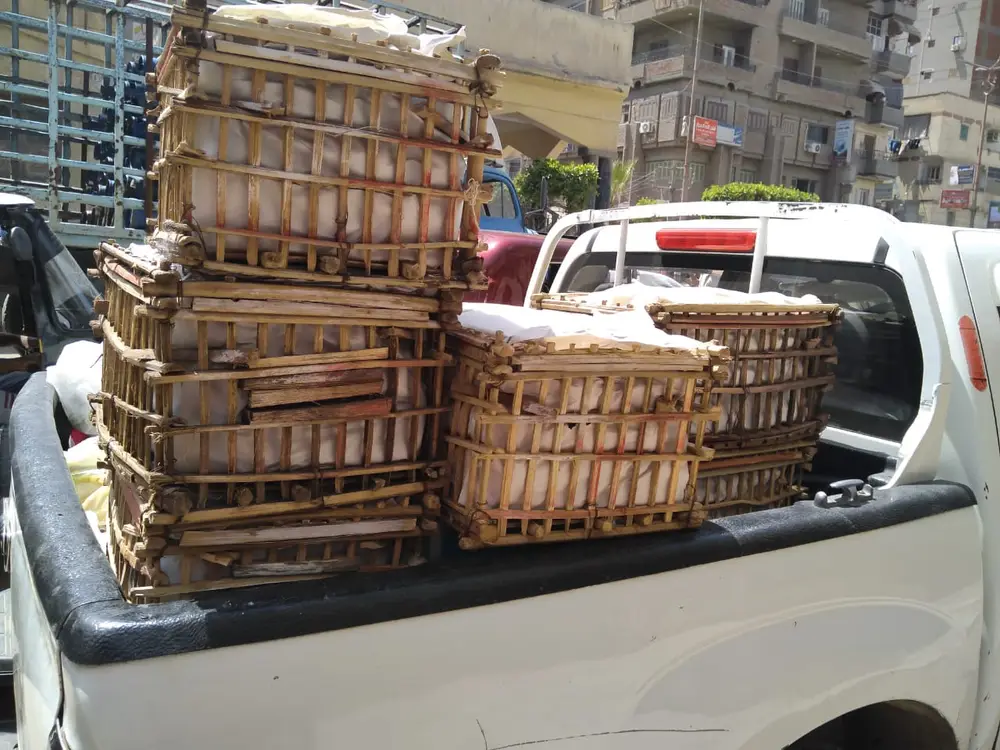 صورة 4 من: مساهمة المؤسسة المصرية للتنمية ووالجودة في توفير احتياجات مستشفى العزل بكفر الزيات